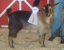 Bells Goats Annie